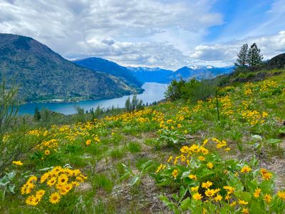 Wildflowers and Lake Chelan