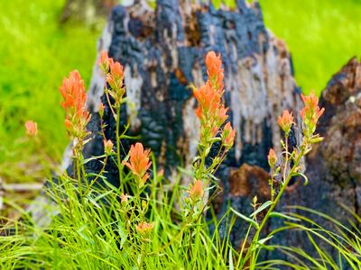 Indian painbrush in front of burnt out stump